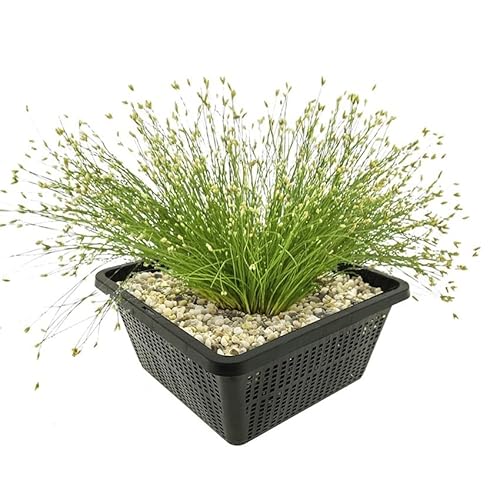 vdvelde.com - Nadelsimse - 4 Stück - Eleocharis Acicularis - Sauerstoffpflanze - Ausgewachsene Höhe: 20 cm - Platzierung: -1 bis -20 cm von vdvelde.com