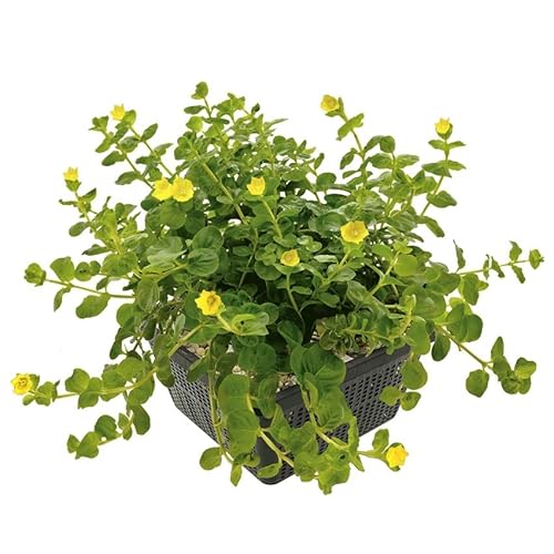 vdvelde.com - Pfennigkraut - 4 stuks - Lysimachia Nummularia - Sumpfpflanze - Ausgewachsene Höhe: 10 cm - Platzierung: -1 bis -10 cm von vdvelde.com