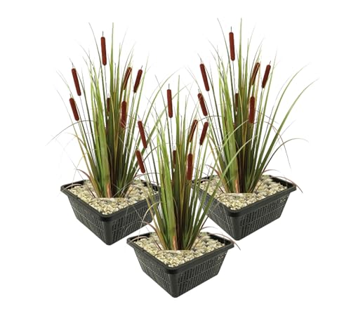 vdvelde.com - Rohrkolben - 12 Stück - Typha Latifolia - Wasserpflanze - Ausgewachsene Höhe: 120 cm - Platzierung: -1 bis -20 cm von vdvelde.com