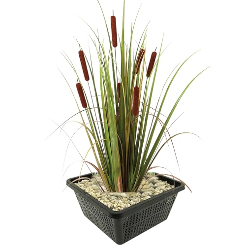 vdvelde.com - Große Rohrkolbe - 4 Stück - 1 Teichkorb - Typha Latifolia rohrkolben - - Wasserpflanze- Ausgewachsene Höhe: 120 cm- Platzierung: -1 bis -20 cm vdvelde.com - Große Rohrkolbe - 4 Stück - 1 Teichkorb - Typha Latifolia rohrkolben - - Wasserpflanze- Ausgewachsene Höhe: 120 cm- Platzierung: -1 bis -20 cm von vdvelde.com