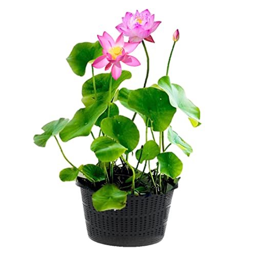 vdvelde.com - Rosa Lotus - Nelumbo - 2 Stück - Lotuspflanze - Höhe der ausgewachsenen Pflanze: 60 cm - Platzierung: -10 bis -20 cm von vdvelde.com