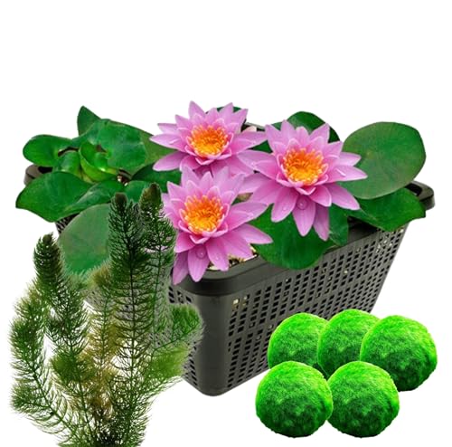 vdvelde.com - Rosa Seerose + Sauerstoffpflanzen gegen Algen - - Kombi-Set- 8 Pflanzen- Platzierung: -1 bis -100 cm von vdvelde.com