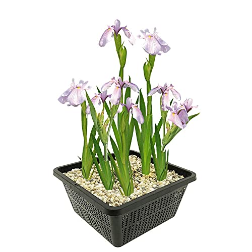 vdvelde.com - Rosa Sumpf Schwertlilie - 4 stuks - Iris Laevigata Rose Queen - Sumpfpflanze - Ausgewachsene Höhe: 80 cm - Platzierung: -1 bis -10 cm von vdvelde.com