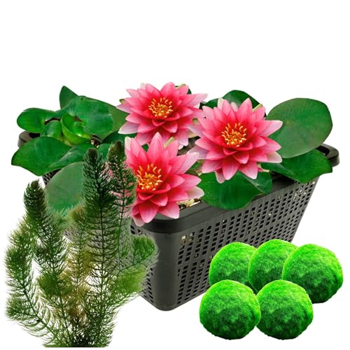 vdvelde.com - Rote Seerose + 5 Mooskugeln und 5 Hornkraut - Kombi-Set - Seerose und Sauerstoffpflanzen - Platzierung: -1 bis -40 cm von vdvelde.com