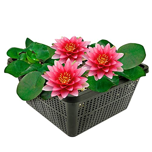 vdvelde.com - Rote Seerose - Nymphaea Attraction - Große Seerose - Ausgewachsene Höhe: 10 cm - Platzierung: -10 bis -100 cm von vdvelde.com