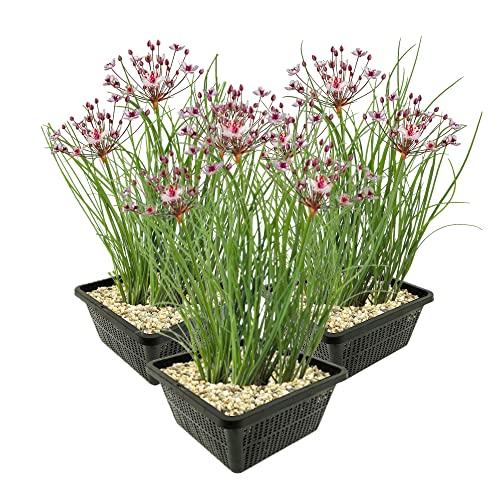 vdvelde.com - Schwanenblume - 12 Stück - Butomus Umbellatus - Wasserpflanze - Ausgewachsene Höhe: 80 cm - Platzierung: -1 bis -20 cm von vdvelde.com