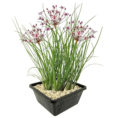 vdvelde.com - Schwanenblume - 4 Stück - 1 Teichkorb - Butomus Umbellatus - - Wasserpflanze- Ausgewachsene Höhe: 80 cm- Platzierung: -1 bis -20 cm von vdvelde.com