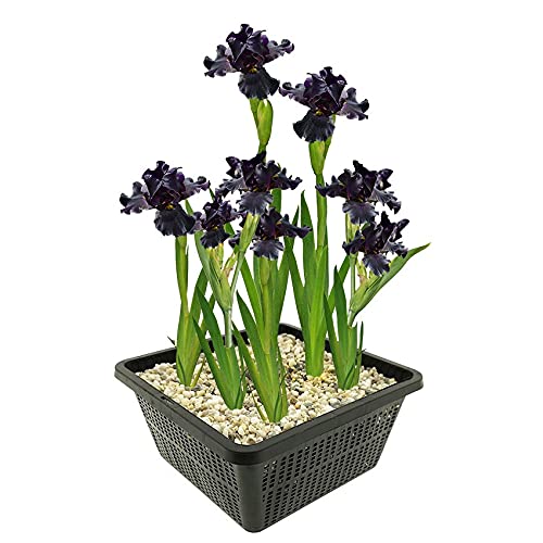 vdvelde.com - Black Lis - 4 Stück - 1 Teichkorb - Sumpf schwertlilie Louisiana Black Gamecock - - Sumpfpflanze- Ausgewachsene Höhe: 80 cm- Platzierung: -1 bis -10 cm vdvelde.com - Black Lis - 4 Stück - 1 Teichkorb - Sumpf schwertlilie Louisiana Black Gamecock - - Sumpfpflanze- Ausgewachsene Höhe: 80 cm- Platzierung: -1 bis -10 cm von vdvelde.com