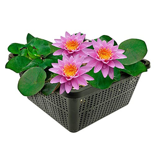 vdvelde.com - Rosa Seerose - Nymphaea Pink Opal - - Große Seerose- Ausgewachsene Höhe: 10 cm- Platzierung: -10 bis -100 cm von vdvelde.com