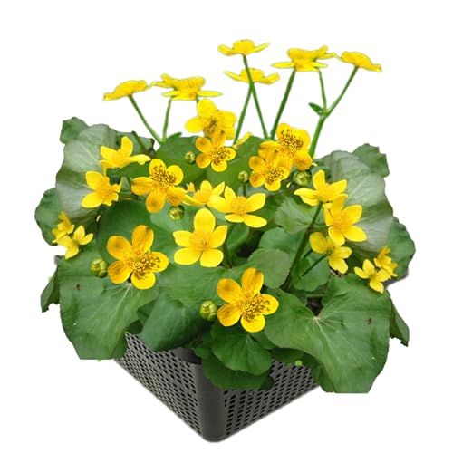 vdvelde.com - Sumpfdotterblum - 4 Stück - Caltha palustris - Auffällige, gelbe Wasserpflanze - Ausgewachsene Höhe: 40 cm - Platzierung: -1 bis -10 cm von vdvelde.com