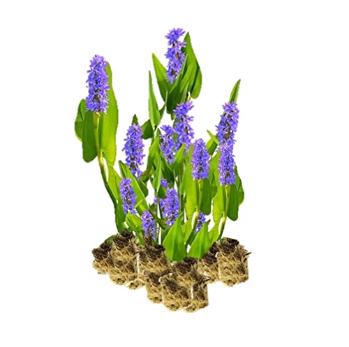 vdvelde.com - Hechtkraut - 15 Stück - Lose Stecklinge - Pontederia Cordata Sumpfhyazinthe - - 15 wasserpflanzen für 1 m² - Ausgewachsene Höhe: 80 cm - Platzierung: -1 bis -20 cm vdvelde.com - Hechtkraut - 15 Stück - Lose Stecklinge - Pontederia Cordata Sumpfhyazinthe - - 15 wasserpflanzen für 1 m² - Ausgewachsene Höhe: 80 cm - Platzierung: -1 bis -20 cm von vdvelde.com