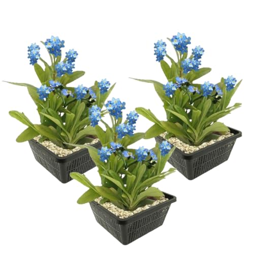vdvelde.com - Moerasvergeet-mij-nietje - Mysotis Palustris - 12 stuks - • Sterk filterende bodemkruiper• Volgroeide hoogte: 60 cm• Plaatsing: -1 tot -20 cm vdvelde.com - Moerasvergeet-mij-nietje - Mysotis Palustris - 12 stuks - • Sterk filterende bodemkruiper• Volgroeide hoogte: 60 cm• Plaatsing: -1 tot -20 cm von vdvelde.com