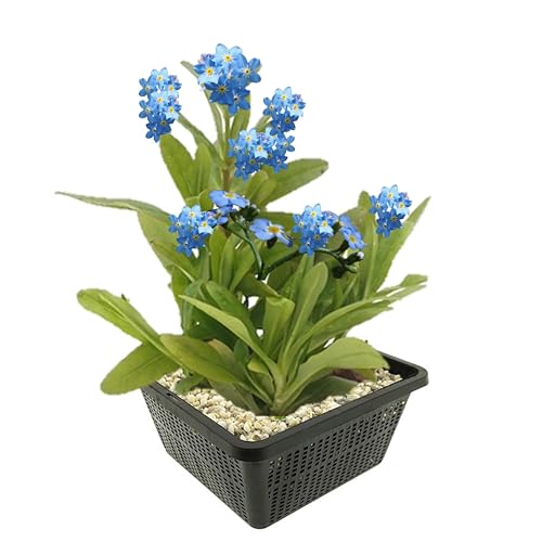vdvelde.com - Moerasvergeet-mij-nietje - Mysotis Palustris - 4 stuks - • Sterk filterende bodemkruiper• Volgroeide hoogte: 60 cm• Plaatsing: -1 tot -20 cm vdvelde.com - Moerasvergeet-mij-nietje - Mysotis Palustris - 4 stuks - • Sterk filterende bodemkruiper• Volgroeide hoogte: 60 cm• Plaatsing: -1 tot -20 cm von vdvelde.com