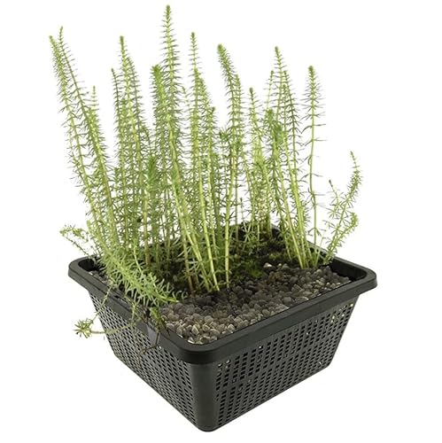 vdvelde.com - Tannenwedel - 4 Stück - Hippuris Vulgaris - Sauerstoffpflanze - Ausgewachsene Höhe: 30 cm - Platzierung: -1 bis -20 cm von vdvelde.com