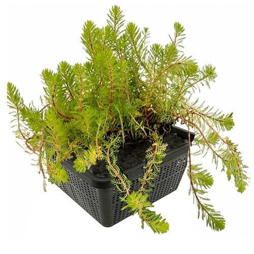 vdvelde.com - Tausendblatt - 4 Stück - Myriophyllum Brasiliensis - Sauerstoffpflanze - Ausgewachsene Höhe: 10 cm - Platzierung: -1 bis -20 cm von vdvelde.com