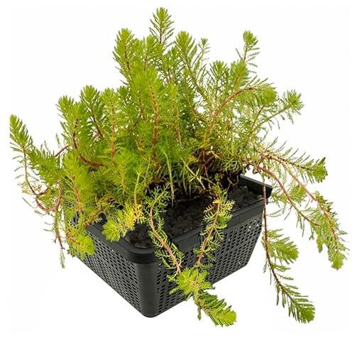 vdvelde.com - Aarvederkruid - 4 stuks - 1 Vijvermand - Myriophyllum Brasiliensis - • Zuurstofplant• Volgroeide hoogte: 10 cm• Plaatsing: -1 tot -20 cm von vdvelde.com