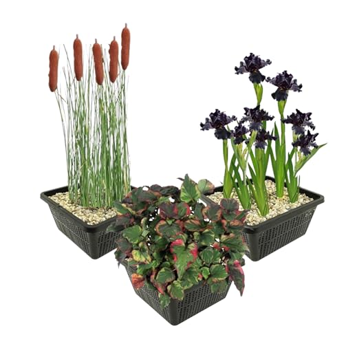 vdvelde.com - Teichpflanzen Set - Dunkle Wasserpflanzen - Kombi Set - 12 pflanzen - Platzierung: -1 bis -10 cm von vdvelde.com
