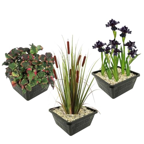 vdvelde.com - Teichpflanzen Set - Dunkle wasserpflanzen - - Kombi-Set- 12 Pflanzen- Platzierung: -1 bis -10 cm vdvelde.com - Teichpflanzen Set - Dunkle wasserpflanzen - - Kombi-Set- 12 Pflanzen- Platzierung: -1 bis -10 cm von vdvelde.com