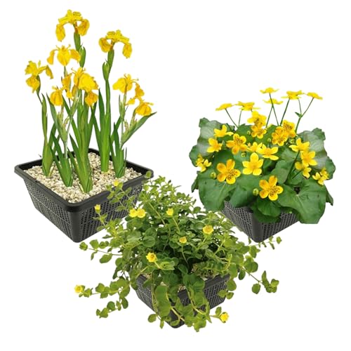 vdvelde.com - Teichpflanzen Set - Gelbe wasserpflanzen - - Kombi-Set- 12 Pflanzen- Platzierung: -1 bis -10 cm vdvelde.com - Teichpflanzen Set - Gelbe wasserpflanzen - - Kombi-Set- 12 Pflanzen- Platzierung: -1 bis -10 cm von vdvelde.com