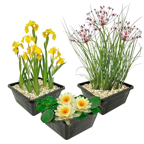 vdvelde.com - Teichpflanzen Set - Gelbe Wasserpflanzen - Kombi Set - 9 pflanzen - Platzierung: -1 bis -40 cm von vdvelde.com
