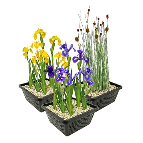 vdvelde.com - Sumpfpflanzen Set - M - - Kombi-Set- 12 Pflanzen- Platzierung: -1 bis -10 cm von vdvelde.com