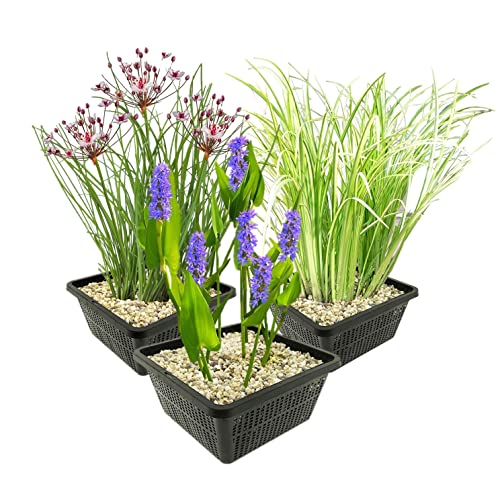 vdvelde.com - wasserpflanzen Set - M - - Kombi-Set- 12 Pflanzen- Platzierung: -1 bis -20 cm vdvelde.com - wasserpflanzen Set - M - - Kombi-Set- 12 Pflanzen- Platzierung: -1 bis -20 cm von vdvelde.com