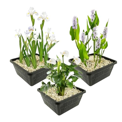 vdvelde.com - Teichpflanzen Set - Weiße Sumpfpflanzen - - Kombi-Set- 12 Pflanzen- Platzierung: -1 bis -10 cm vdvelde.com - Teichpflanzen Set - Weiße Sumpfpflanzen - - Kombi-Set- 12 Pflanzen- Platzierung: -1 bis -10 cm von vdvelde.com