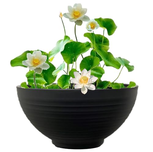 vdvelde.com - Terrassenteich - Weißer Lotus - - Komplettset- 9 Pflanzen- Kunststoffschale Ø 40 x H 20 cm von vdvelde.com