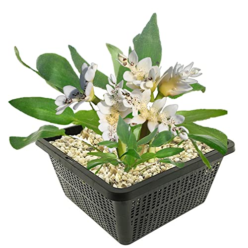 vdvelde.com - Wasserähre - Aponogeton Distachyos - Nach Vanille duftende Wasserlilie - Ausgewachsene Höhe: 5 cm - Platzierung: -10 bis -40 cm von vdvelde.com