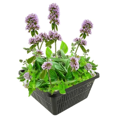 vdvelde.com - Wasserminze - 4 Stück - Mentha Aquatica - Minzduftende Sumpfpflanze - Ausgewachsene Höhe: 60 cm - Platzierung: -1 bis -10 cm von vdvelde.com