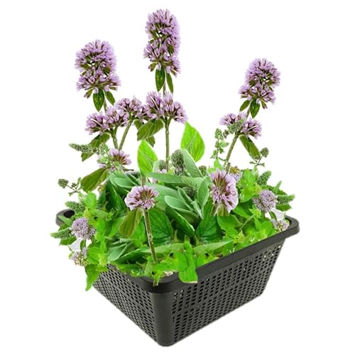 vdvelde.com - Wasserminze - 4 Stück - 1 Teichkorb - Mentha Aquatica - - Minzduftende Sumpfpflanze- Ausgewachsene Höhe: 60 cm- Platzierung: -1 bis -10 cm vdvelde.com - Wasserminze - 4 Stück - 1 Teichkorb - Mentha Aquatica - - Minzduftende Sumpfpflanze- Ausgewachsene Höhe: 60 cm- Platzierung: -1 bis -10 cm von vdvelde.com