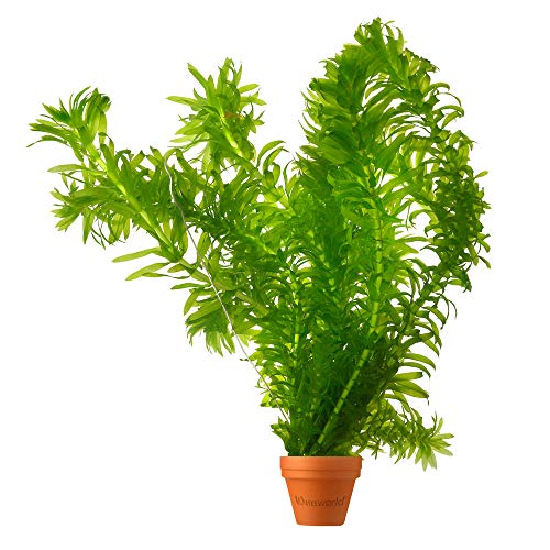 vdvelde.com - Wasserpest - 5 Stück - Elodea Densa - Sauerstoffpflanze - Ausgewachsene Höhe: 60 cm - Platzierung: lose im Wasser von vdvelde.com