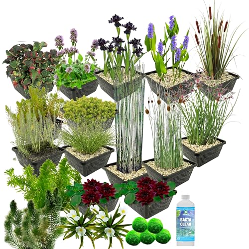 vdvelde.com - Wasserpflanzen Paket - Schwarz - Für 2.000-3.000 L - 93 Pflanzen - Platzierung: -1 bis -100 cm von vdvelde.com