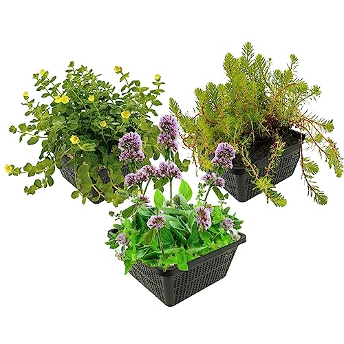 vdvelde.com - Teichpflanzen Set - Insektenfreundliche wasserpflanzen - - Kombi-Set - 12 Pflanzen - Platzierung: -1 bis -20 cm vdvelde.com - Teichpflanzen Set - Insektenfreundliche wasserpflanzen - - Kombi-Set - 12 Pflanzen - Platzierung: -1 bis -20 cm von vdvelde.com