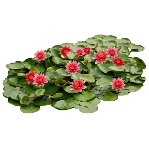 vdvelde.com - Seerosenfeld rot - Mehrjährige Seerosen - 6 Drop & Grow Seerosen - - 6 mehrjährige Seerosen- Ohne Korb ins Wasser- Platzierung: -10 bis -100 cmIDEAL FÜR GROSSE WASSERSPIELEPerfekt vdvelde.com - Seerosenfeld rot - Mehrjährige Seerosen - 6 Drop & Grow Seerosen - - 6 mehrjährige Seerosen- Ohne Korb ins Wasser- Platzierung: -10 bis -100 cmIDEAL FÜR GROSSE WASSERSPIELEPerfekt von vdvelde.com