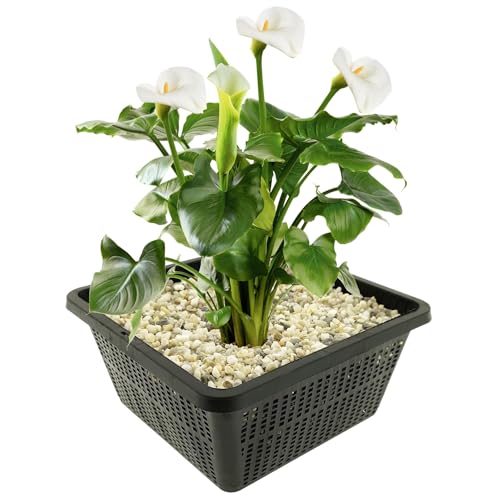 vdvelde.com - Weiße Afrikanische Calla - 4 stuks - Zantedeschia Aethiopica - Sumpfpflanze - Ausgewachsene Höhe: 80 cm - Platzierung: -1 bis -10 cm von vdvelde.com