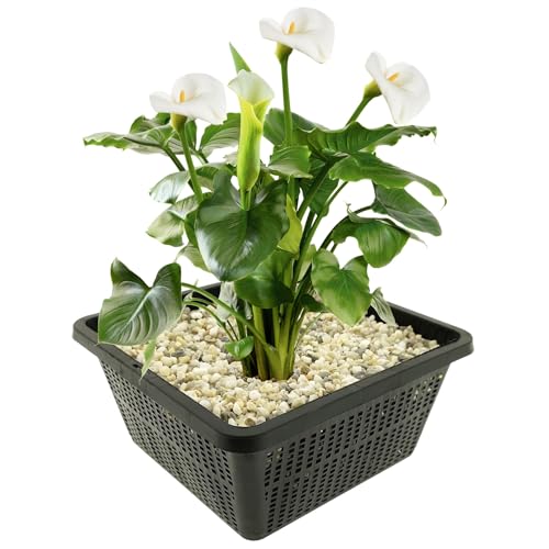 vdvelde.com - Weißer Arum - 4 Stück - 1 Teichkorb - Zantedeschia Aethiopica - - Sumpfpflanze- Ausgewachsene Höhe: 80 cm- Platzierung: -1 bis -10 cm von vdvelde.com