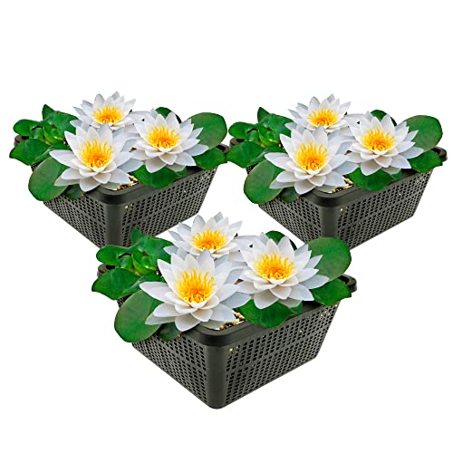 vdvelde.com - Witte Waterlelie - 3 stuks - Nymphaea Alba - • Combi set• 3 planten• Plaatsing: -10 tot -100 cm von vdvelde.com