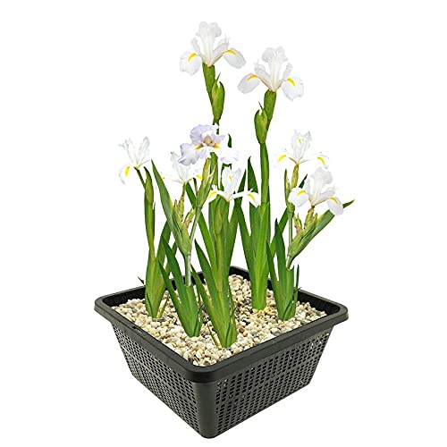 vdvelde.com - Weiße Lis - 4 Stück - 1 Teichkorb - Sumpf schwertlilie Kaempferi White - - Sumpfpflanze- Ausgewachsene Höhe: 80 cm- Platzierung: -1 bis -10 cm vdvelde.com - Weiße Lis - 4 Stück - 1 Teichkorb - Sumpf schwertlilie Kaempferi White - - Sumpfpflanze- Ausgewachsene Höhe: 80 cm- Platzierung: -1 bis -10 cm von vdvelde.com