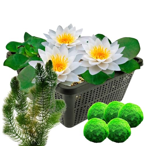 vdvelde.com - Weiße Seerose - Nymphaea Alba + Sauerstoffpflanzen gegen Algen - - Kombi-Set- 8 Pflanzen- Platzierung: -1 bis -100 cm vdvelde.com - Weiße Seerose - Nymphaea Alba + Sauerstoffpflanzen gegen Algen - - Kombi-Set- 8 Pflanzen- Platzierung: -1 bis -100 cm von vdvelde.com