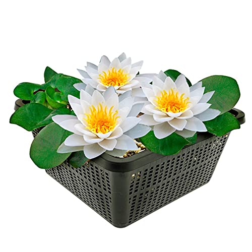 vdvelde.com - Witte Waterlelie - Nymphaea Alba - • Grote waterlelie• Volgroeide hoogte: 10 cm• Plaatsing: -10 tot -100 cm vdvelde.com - Witte Waterlelie - Nymphaea Alba - • Grote waterlelie• Volgroeide hoogte: 10 cm• Plaatsing: -10 tot -100 cm von vdvelde.com
