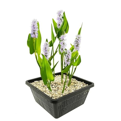 vdvelde.com - Snoekkruid Wit - 4 stuks - 1 Vijvermand - Pontederia Cordata Alba - • Waterplant• Volgroeide hoogte: 80 cm• Plaatsing: -1 tot -20 cm von vdvelde.com