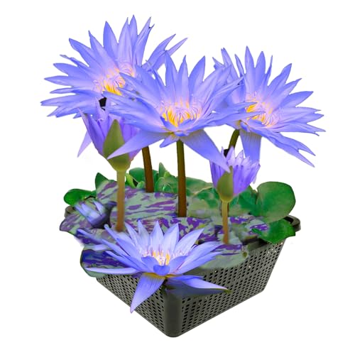 vdvelde.com - Winterharde Blauwe Waterlelie - Nymphaea Blue Queen - Lotus - • Waterlelie • Volgroeide planthoogte: 20 cm • Plaatsing: -20 tot -40 cm vdvelde.com - Winterharde Blauwe Waterlelie - Nymphaea Blue Queen - Lotus - • Waterlelie • Volgroeide planthoogte: 20 cm • Plaatsing: -20 tot -40 cm von vdvelde.com