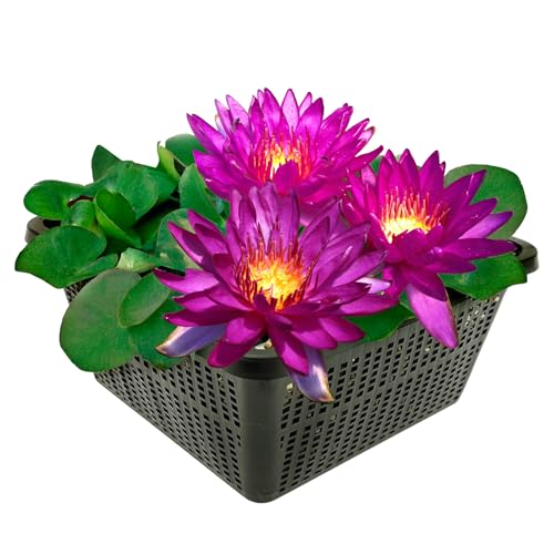 vdvelde.com - Winterharde Donkerpaarse Waterlelie - Nymphaea Cornancy - • Grote waterlelie• Volgroeide hoogte: 10 cm• Plaatsing: -30 tot -60 cm vdvelde.com - Winterharde Donkerpaarse Waterlelie - Nymphaea Cornancy - • Grote waterlelie• Volgroeide hoogte: 10 cm• Plaatsing: -30 tot -60 cm von vdvelde.com