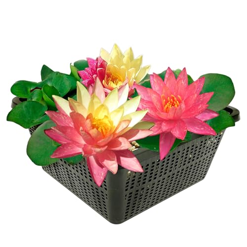 vdvelde.com - Winterharde Mixed Waterlelie - Nymphaea Rainbow - • Grote waterlelie• Volgroeide hoogte: 10 cm• Plaatsing: -10 tot -100 cm vdvelde.com - Winterharde Mixed Waterlelie - Nymphaea Rainbow - • Grote waterlelie• Volgroeide hoogte: 10 cm• Plaatsing: -10 tot -100 cm von vdvelde.com