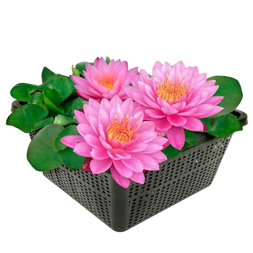 vdvelde.com - Winterharde Roze Waterlelie - Nymphaea Brittella - • Grote waterlelie• Volgroeide hoogte: 10 cm• Plaatsing: -10 tot -100 cm vdvelde.com - Winterharde Roze Waterlelie - Nymphaea Brittella - • Grote waterlelie• Volgroeide hoogte: 10 cm• Plaatsing: -10 tot -100 cm von vdvelde.com