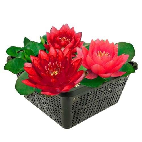 vdvelde.com - Winterharte Red Water Lily - Nymphaea Petroula - - Große Seerose- Ausgewachsene Höhe: 10 cm- Platzierung: -10 bis -100 cm vdvelde.com - Winterharte Red Water Lily - Nymphaea Petroula - - Große Seerose- Ausgewachsene Höhe: 10 cm- Platzierung: -10 bis -100 cm von vdvelde.com