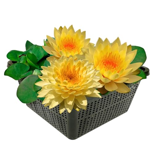 vdvelde.com - Winterharte Seerose - Nymphaea Alexsea - - Große Seerose- Ausgewachsene Höhe: 10 cm- Platzierung: -10 bis -80 cm vdvelde.com - Winterharte Seerose - Nymphaea Alexsea - - Große Seerose- Ausgewachsene Höhe: 10 cm- Platzierung: -10 bis -80 cm von vdvelde.com
