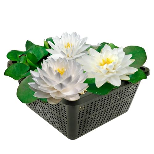 vdvelde.com - Winterharde Witte Waterlelie - Nymphaea Bambi - • Grote waterlelie• Volgroeide hoogte: 10 cm• Plaatsing: -10 tot -100 cm vdvelde.com - Winterharde Witte Waterlelie - Nymphaea Bambi - • Grote waterlelie• Volgroeide hoogte: 10 cm• Plaatsing: -10 tot -100 cm von vdvelde.com