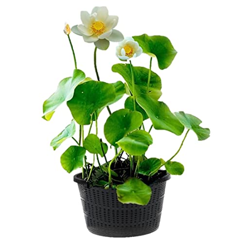 vdvelde.com - Witte Lotus - Nelumbo - 2 Stück - Lotuspflanze - Höhe der ausgewachsenen Pflanze: 60 cm - Platzierung: -10 bis -20 cm von vdvelde.com